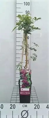 Akebia quinata 50- 60 C